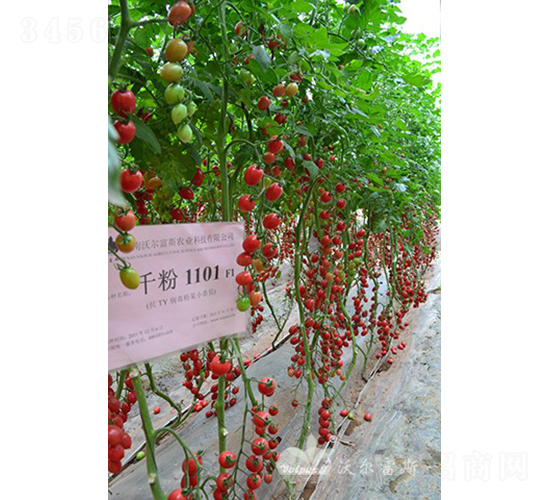 ǧ��1101F1����TY�۹�С���ѣ�-���ѷN��-�֠���˹