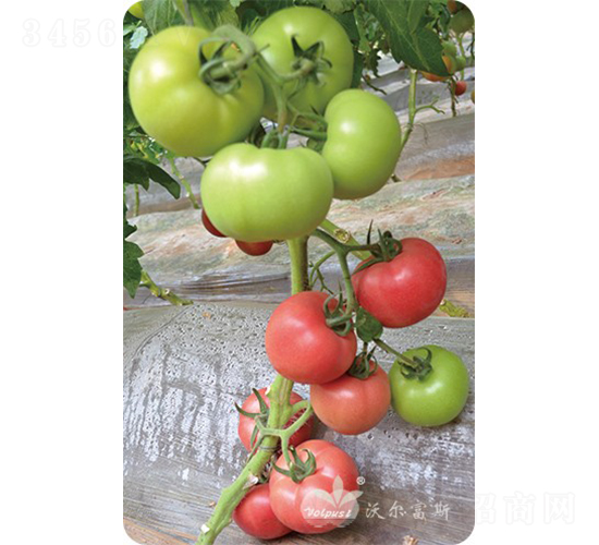 ����˹��̖F1����TY�����۹����ѣ�-���ѷN��-�֠���˹