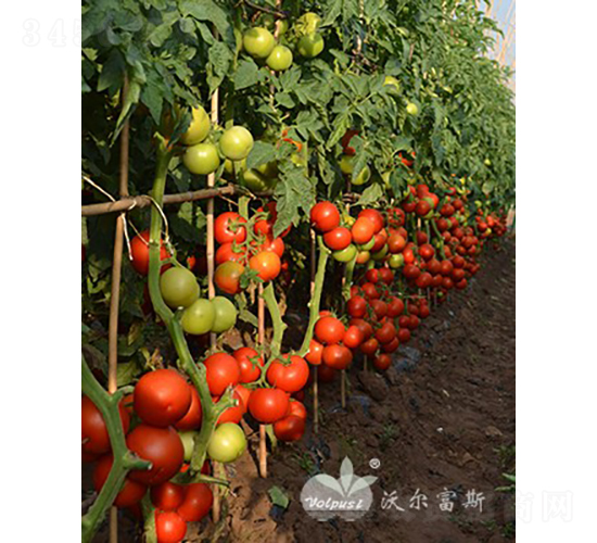 ؐ������̖F1����TY�����t�����ѣ�-���ѷN��-�֠���˹