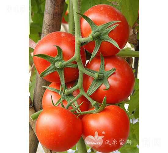 �t�F1���t�����ѣ�-���ѷN��-�֠���˹