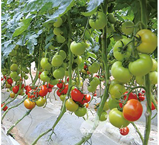 ��ɫ��2012F1����t���ѣ�-���ѷN��-�֠���˹