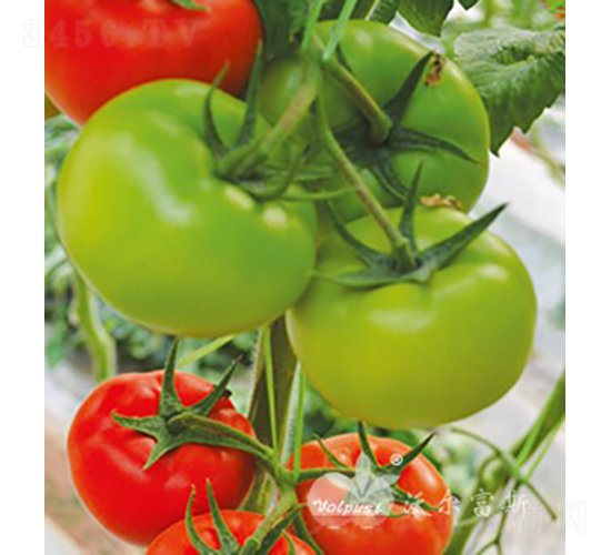 �t�pϲF1���tɫ���ѣ�-���ѷN��-�֠���˹