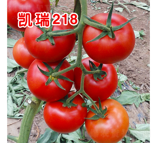 �P��218����TY������Ʒ�t�����ѣ�-���ѷN��-�֠���˹