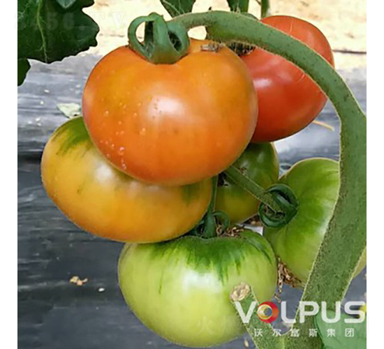 ��ؐ����̖F1������ɿ���ɫ��ݮ���ѣ�-���ѷN��-�֠���˹