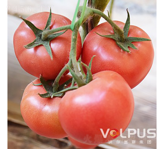 �����SҲ�{��̖F1����TY�߶˸߮a(ch��n)�۹����ѣ�-���ѷN��-�֠���˹