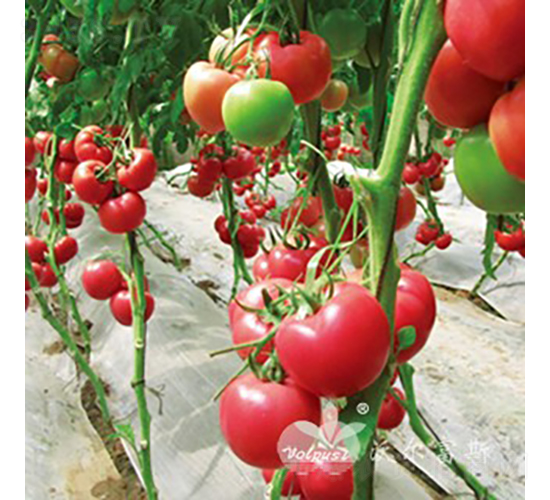 �SҲ�{��̖F1����TY�߶˷۹����ѣ�-���ѷN��-�֠���˹