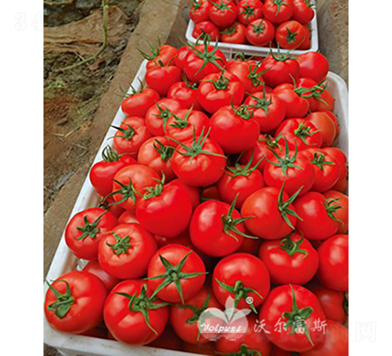 �tؐ��503F1����TY�����t�����ѣ�-���ѷN��-�֠���˹