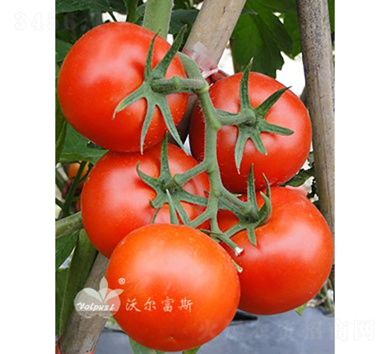 ؐ����һ̖F1����TY�����t�����ѣ�-���ѷN��-�֠���˹