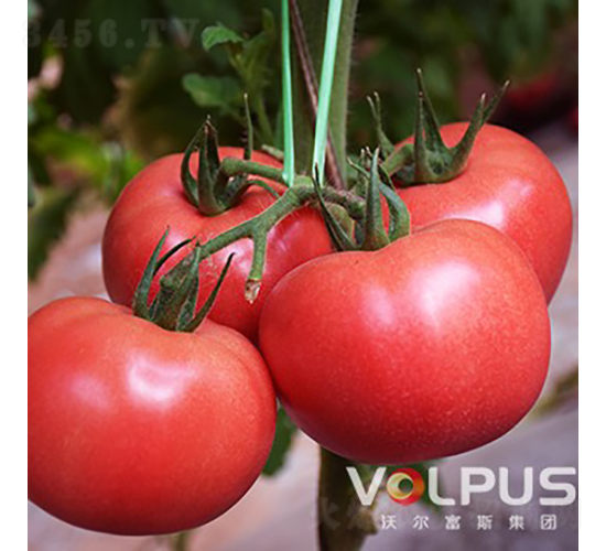 ��ϲF1����TY�߶˸߮a(ch��n)��Ʒ�۹����ѣ�-���ѷN��-�֠���˹