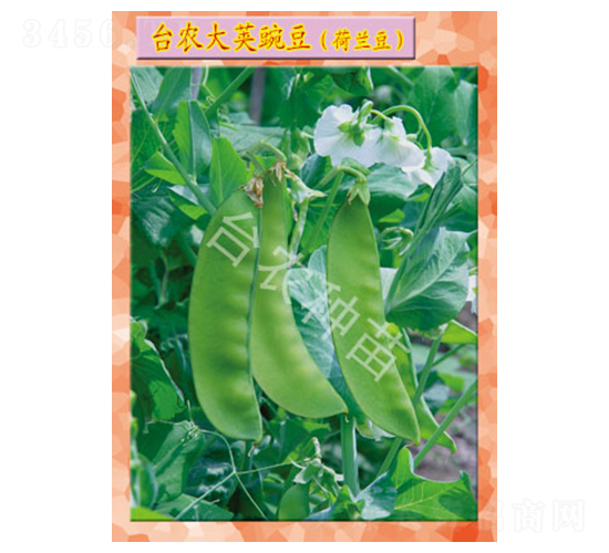 �_�r(n��ng)���v�㶹-�㶹�N��-�_�r(n��ng)�N��