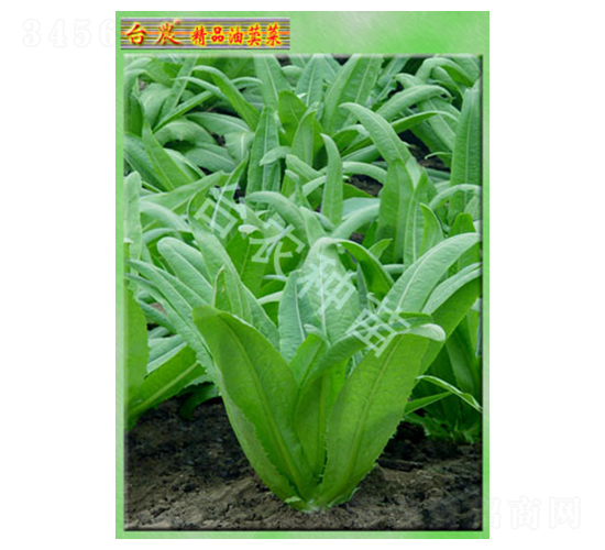 �_�r��Ʒ��ݤ��-�����˷N��-�_�r�N��