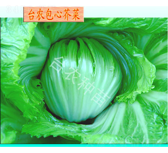 �_�r(n��ng)���Ľ�-���Ĳ˷N��-�_�r(n��ng)�N��