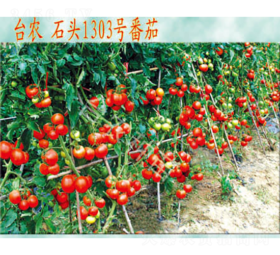 ʯ�^1303����-���ѷN��-�_�r(n��ng)�N��