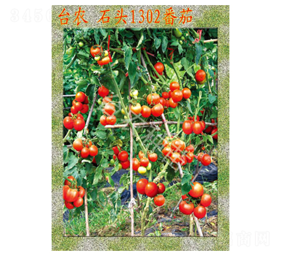 �_�rʯ�^1302����-���ѷN��-�_�r�N��