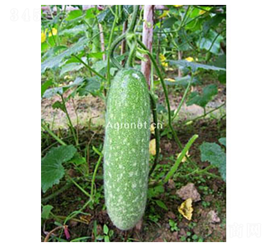 ���ᭇ-��(ji��)�ϷN��-�𸣈@�r(n��ng)�I(y��)