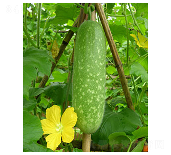 ��ؐؐ-��(ji��)�ϷN��-�𸣈@�r(n��ng)�I(y��)