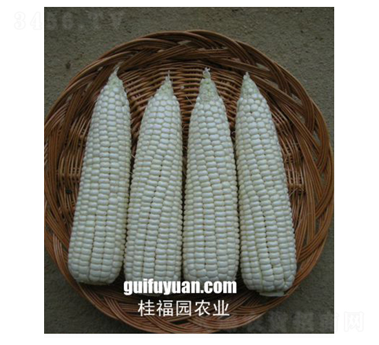 ���FŴ169-���׷N��-�𸣈@�r(n��ng)�I(y��)