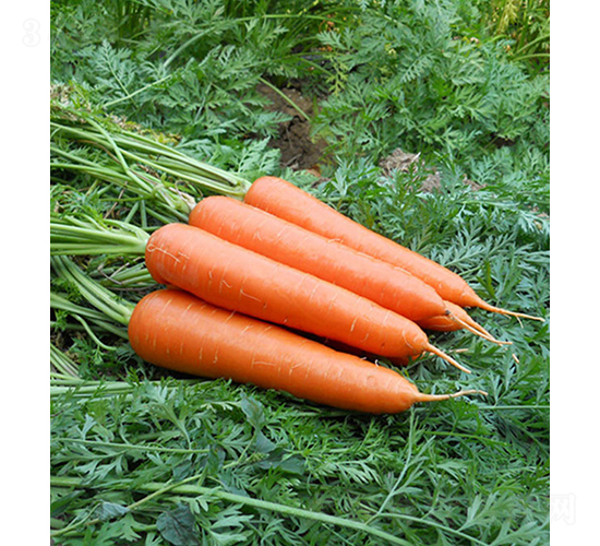 �����أ�55-205��-�}���N��-���r(n��ng)�r(n��ng)�I(y��)