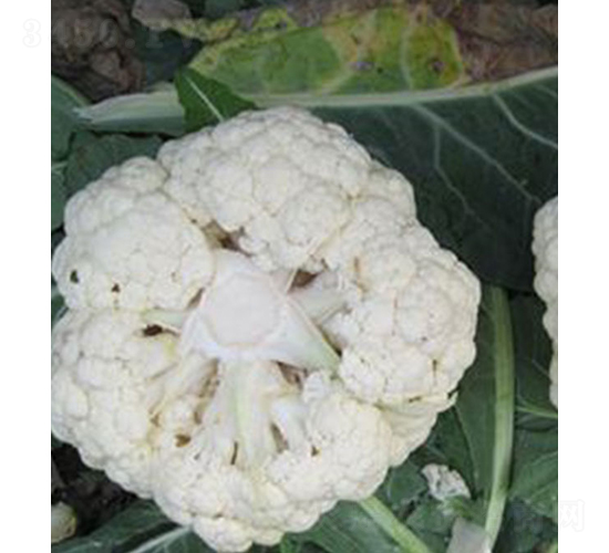 ����341-���˷N��-���r(n��ng)�r(n��ng)�I(y��)