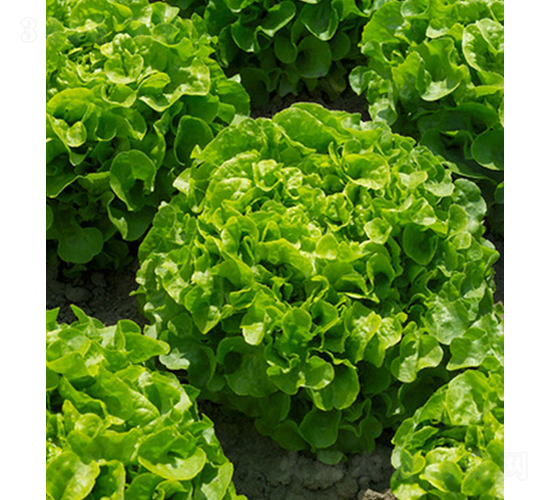 �_���R˹-���˷N��-���r(n��ng)�r(n��ng)�I(y��)