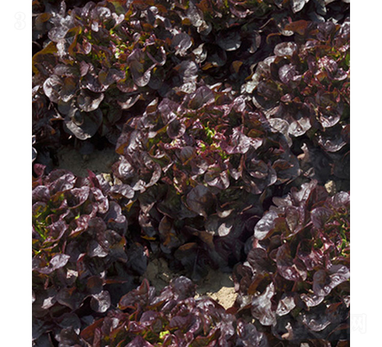 Mondai��83-40��-���˷N��-���r(n��ng)�r(n��ng)�I(y��)