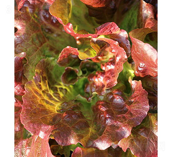 Cherokee-���˷N��-���r(n��ng)�r(n��ng)�I(y��)