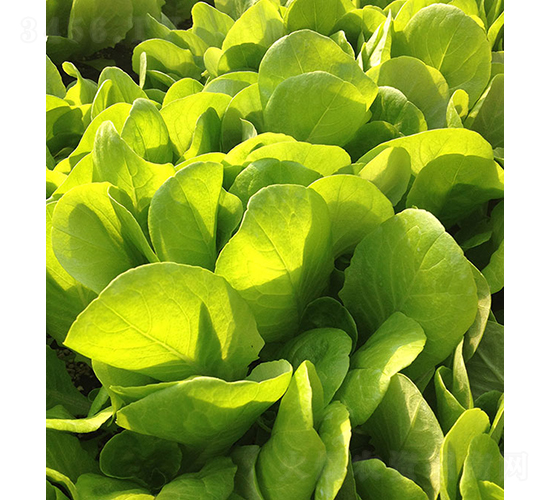 ���m����-���˷N��-���r(n��ng)�r(n��ng)�I(y��)