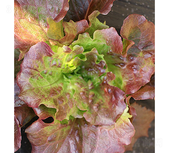 Adal-���˷N��-���r�r�I(y��)