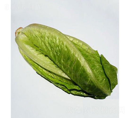 Avidius��41-21��-���˷N��-���r(n��ng)�r(n��ng)�I(y��)