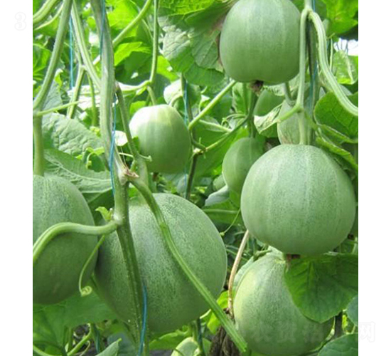 �������-��˷N��-���r(n��ng)�r(n��ng)�I(y��)