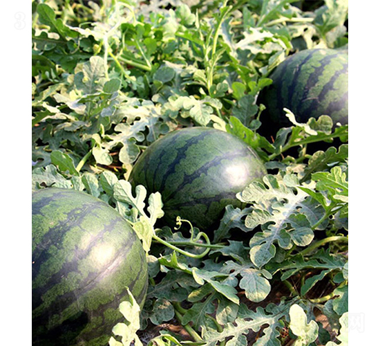 ɯ�ۼ�-���ϷN��-���r(n��ng)�r(n��ng)�I(y��)