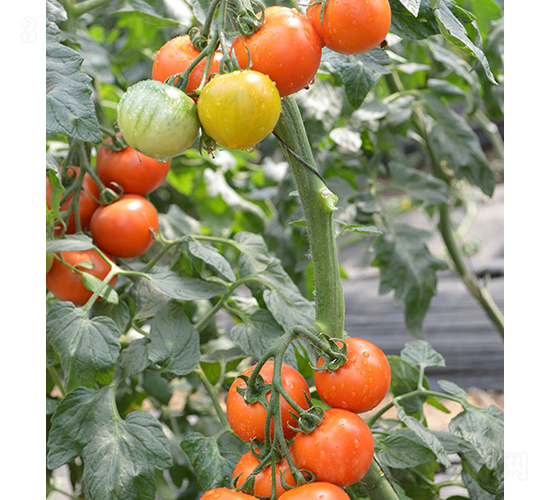 ���ݮ����-���ѷN��-���r(n��ng)�r(n��ng)�I(y��)