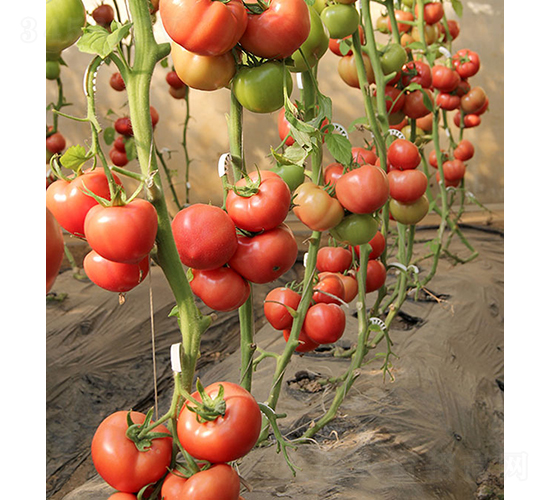 ���r(n��ng)����801-���ѷN��-���r(n��ng)�r(n��ng)�I(y��)