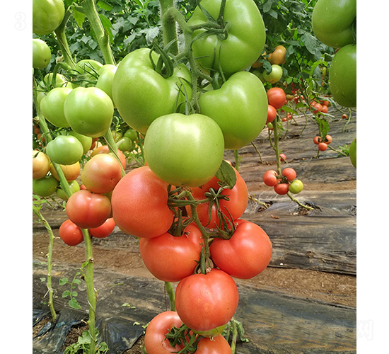 ���r(n��ng)�۹�0518-���ѷN��-���r(n��ng)�r(n��ng)�I(y��)