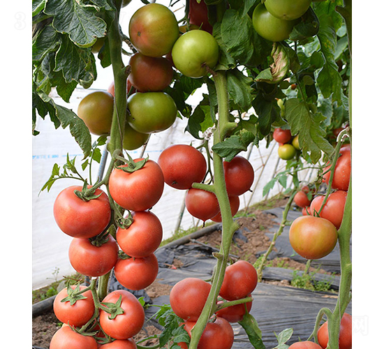 ���r�t��66-���ѷN��-���r�r�I(y��)