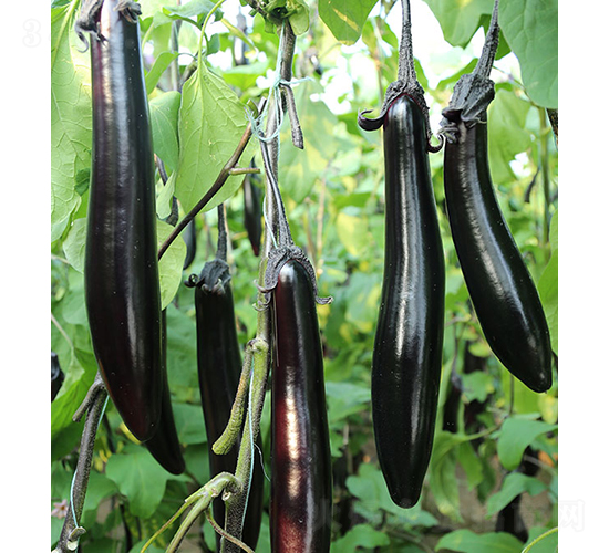 10-604-���ӷN��-���r(n��ng)�r(n��ng)�I(y��)