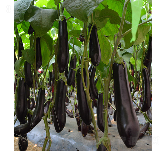 10-715-���ӷN��-���r(n��ng)�r(n��ng)�I(y��)