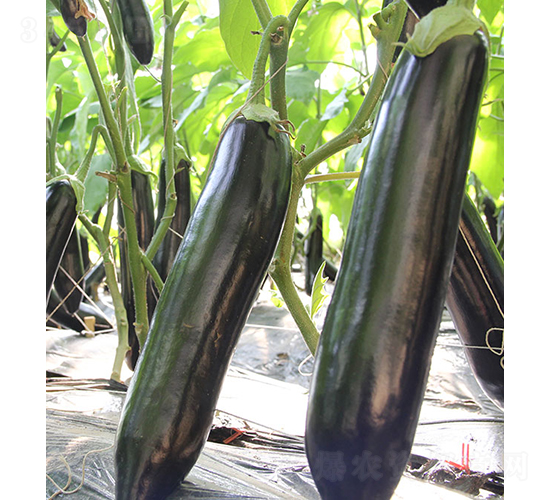 ���r����109-���ӷN��-���r�r�I(y��)