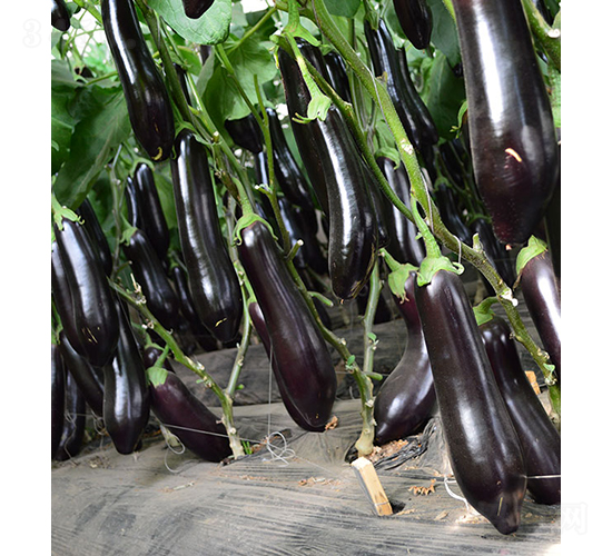 ���r(n��ng)����199-���ӷN��-���r(n��ng)�r(n��ng)�I(y��)