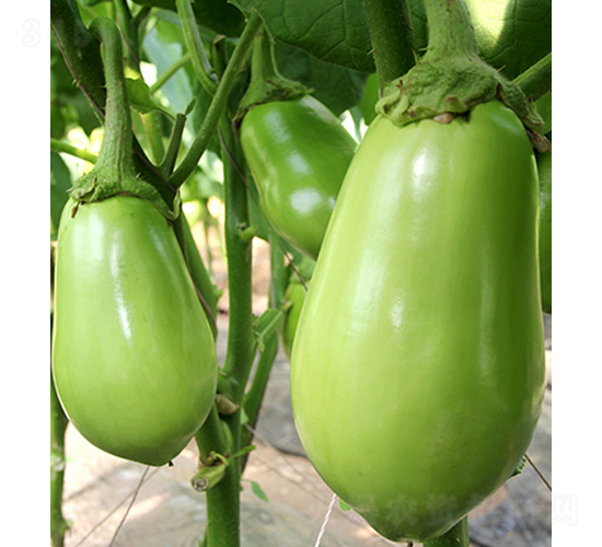 ���r(n��ng)�G��4̖(h��o)-���ӷN��-���r(n��ng)�r(n��ng)�I(y��)