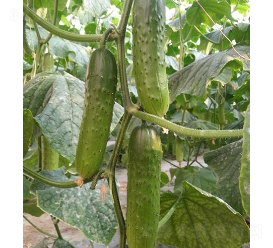 �T�S6̖(h��o)-�S�ϷN��-���r(n��ng)�r(n��ng)�I(y��)