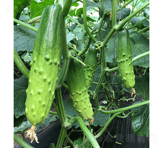 ���r(n��ng)�G��9̖(h��o)-�S�ϷN��-���r(n��ng)�r(n��ng)�I(y��)