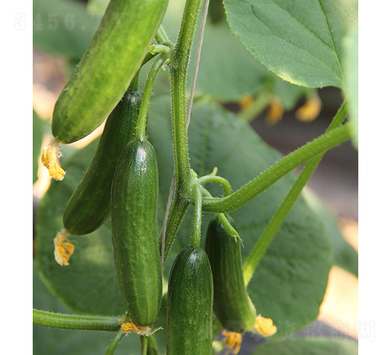 ��Ů-ˮ���S�ϷN��-���r(n��ng)�r(n��ng)�I(y��)