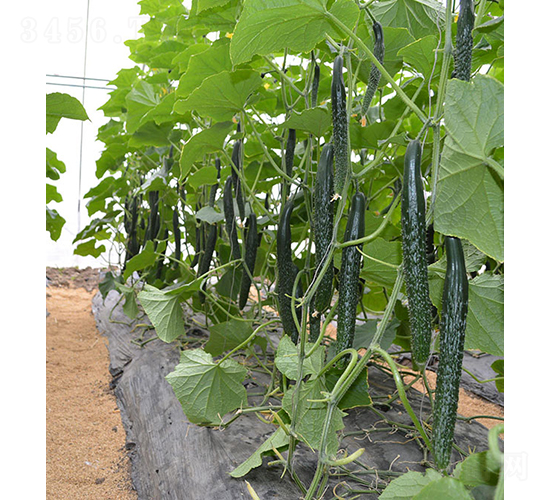 ���S��24-922-�S�ϷN��-���r(n��ng)�r(n��ng)�I(y��)