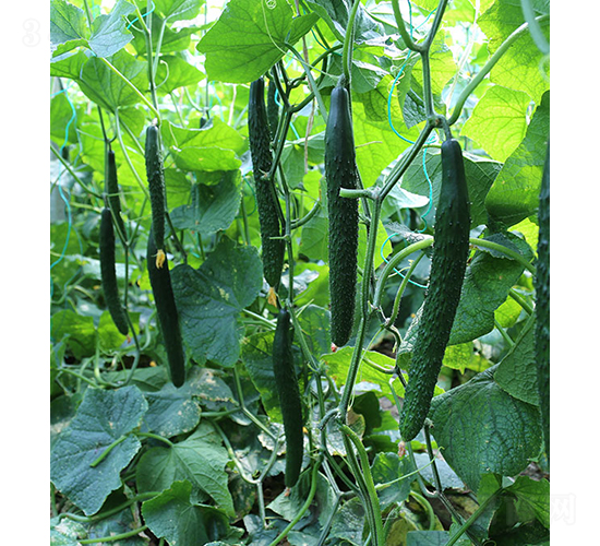 ���S��108-�S�ϷN��-���r(n��ng)�r(n��ng)�I(y��)