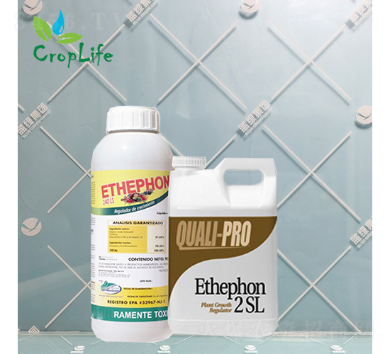 ��ϩ��-����˹����