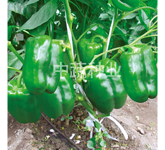 �н�107̖(h��o)-�𽷷N��-���߷N�I(y��)