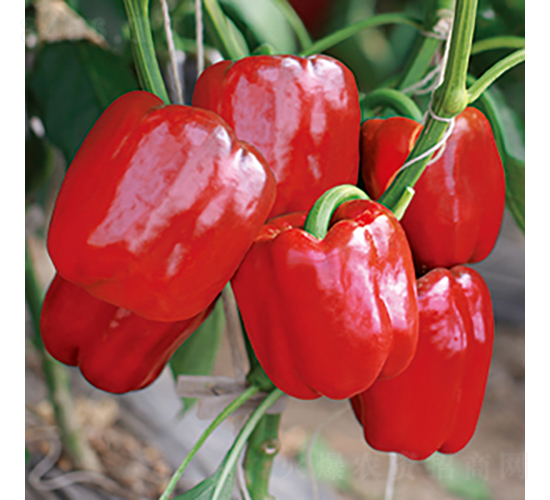 �н�194̖-�𽷷N��-���߷N�I(y��)