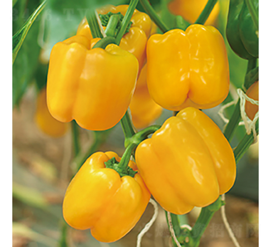 �н��S�@3̖-�𽷷N��-���߷N�I(y��)