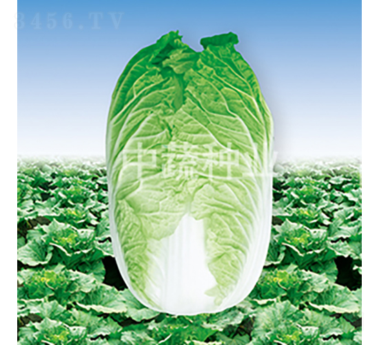 �а�61-�ײ˷N��-���߷N�I(y��)